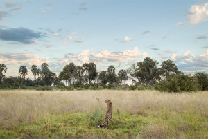 Cheetah