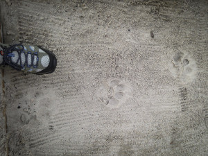 Lion tracks
