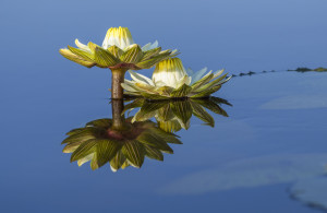 Lily - flower