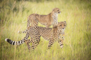 Cheetahs