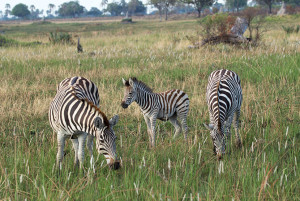 Three Zebra