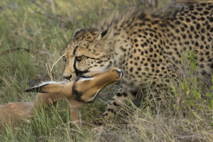 Cheetah with impala.