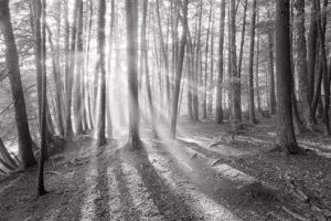 Sun Shining Through Trees