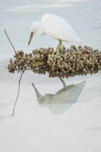 White egret.