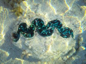 Sea clam.