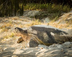 Green Sea Turtle.