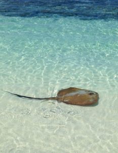 Cowtaled stingray