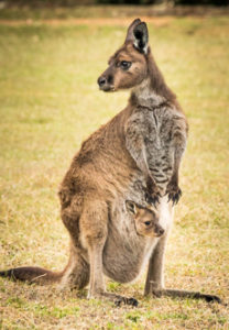 Kangaroo