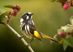 Honey eater