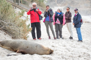 People with Sea Lions