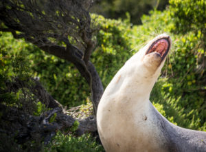 Australian Sea Lion Roaring