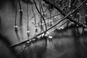 Ice on branches on the Wolf River Wisconsin