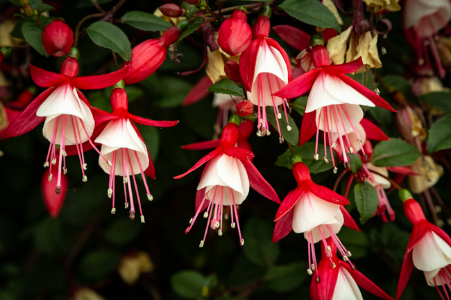 Flower Close Up