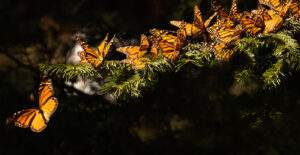 Monarch Butterflies on fir bough